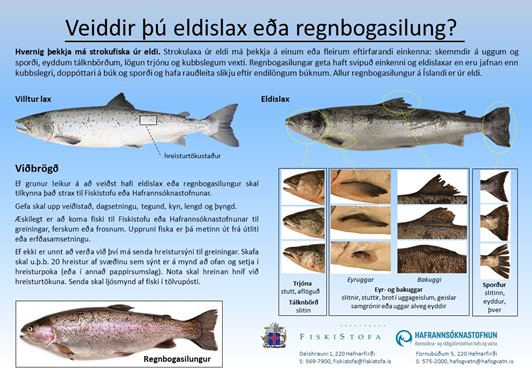 mynd af útlitseinkennum laxa