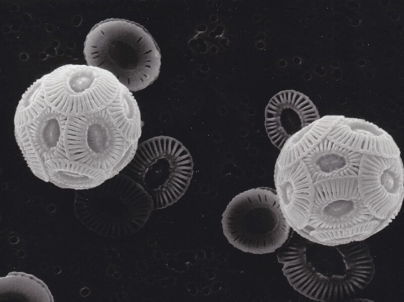 figure of the phytoplankton