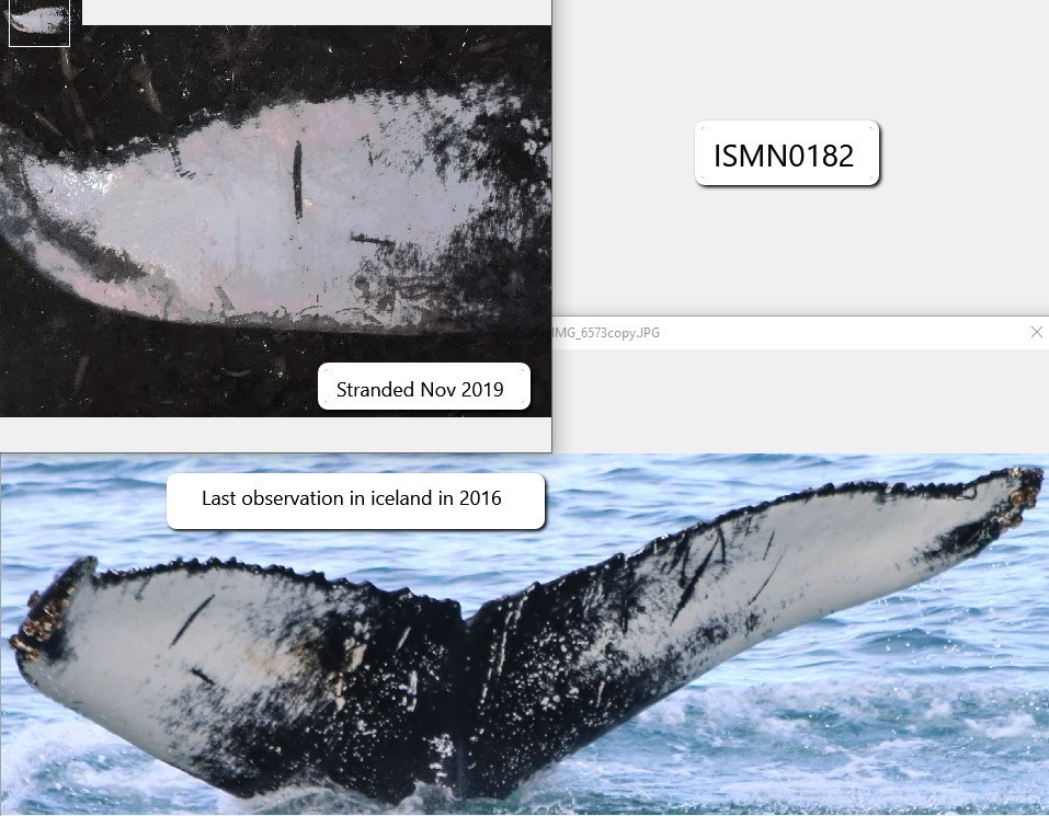 humpback whale stranded in Nov 2019