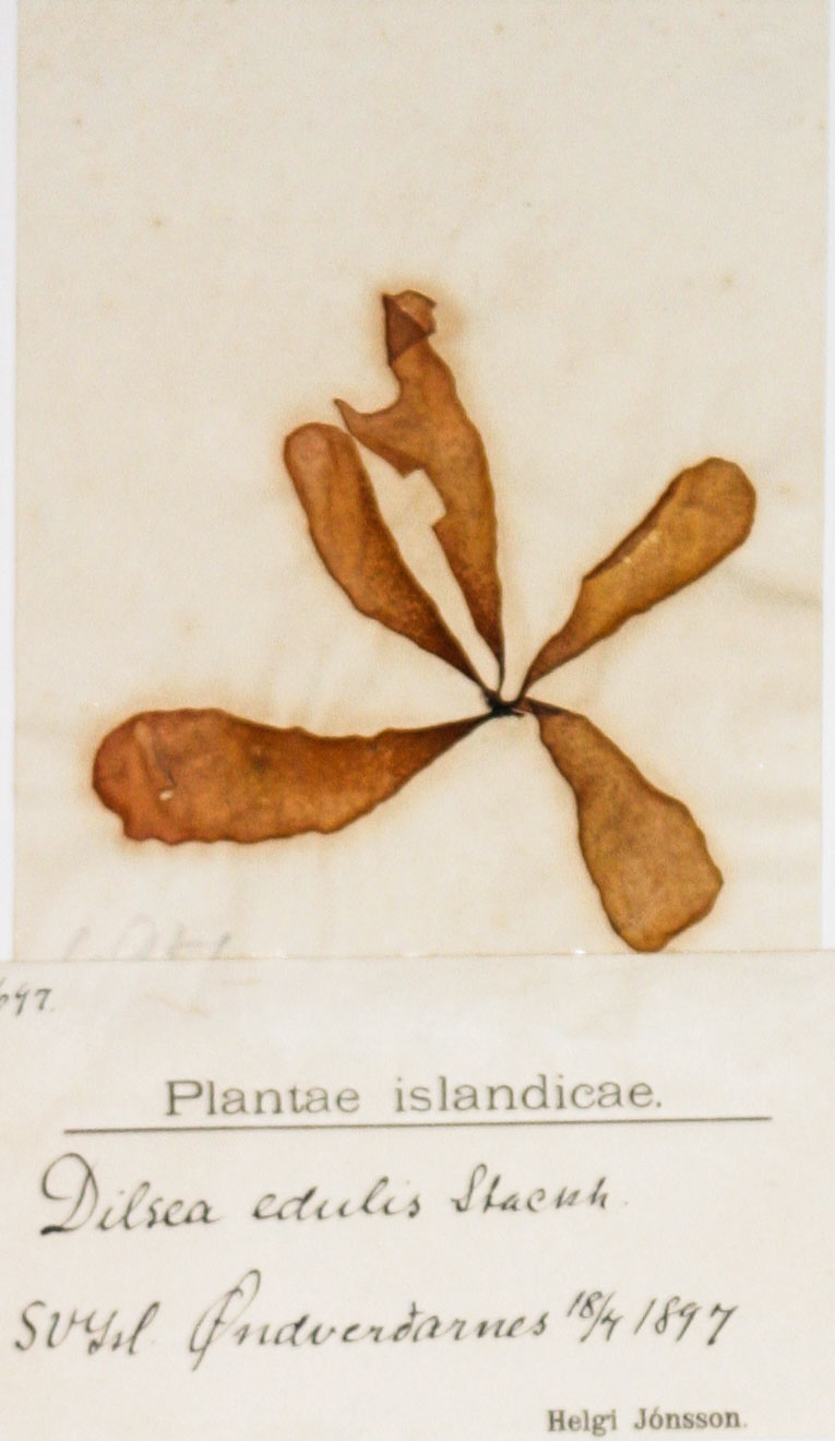 Specimens of Schizymenia jonssonii collected by H. Jónsson at Öndverðarnes W-Iceland in 1897. Photo: Svanhildur Egilsdóttir.