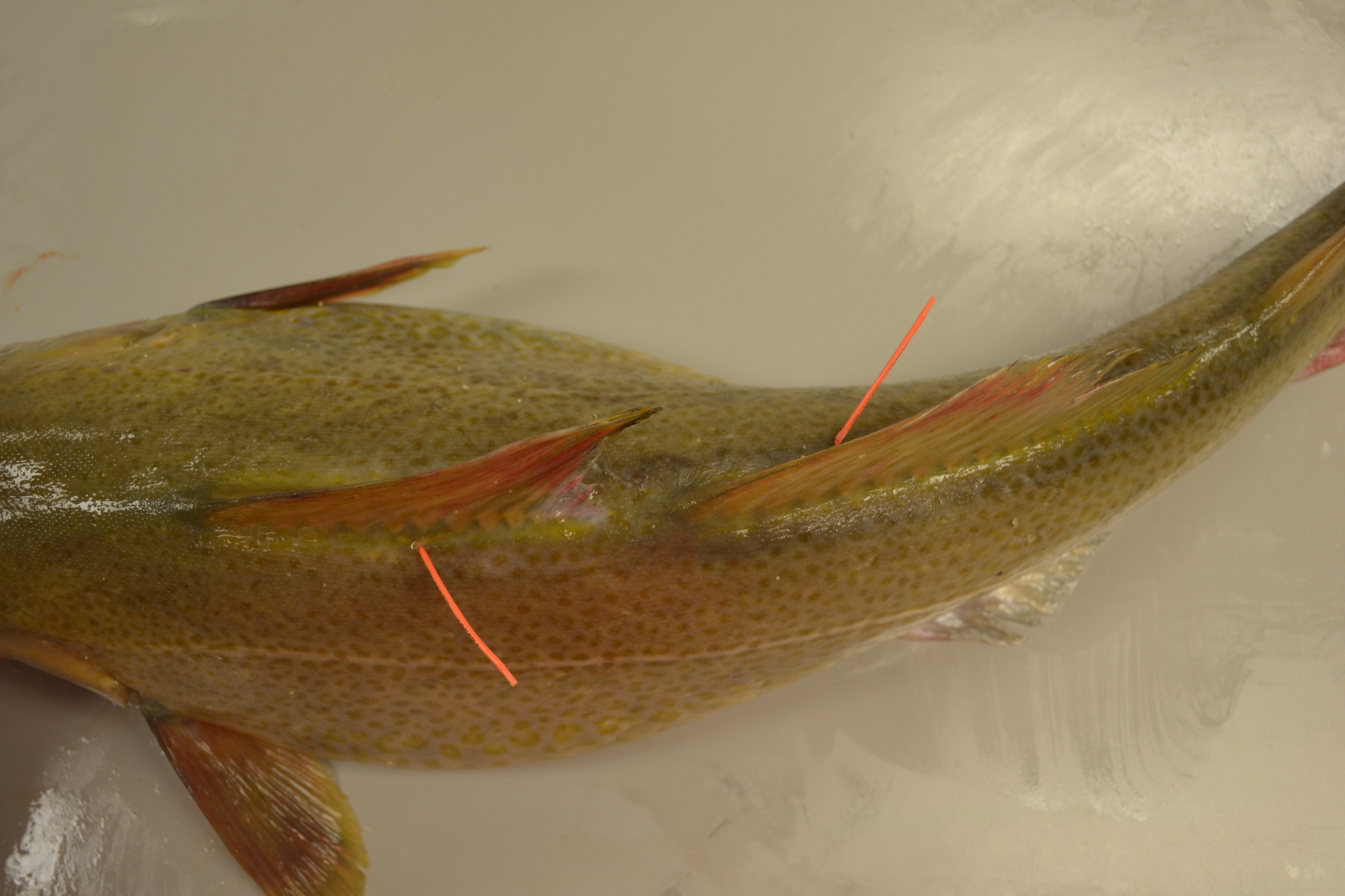 Þorskur merktur með hefðbundnum T-merkjum