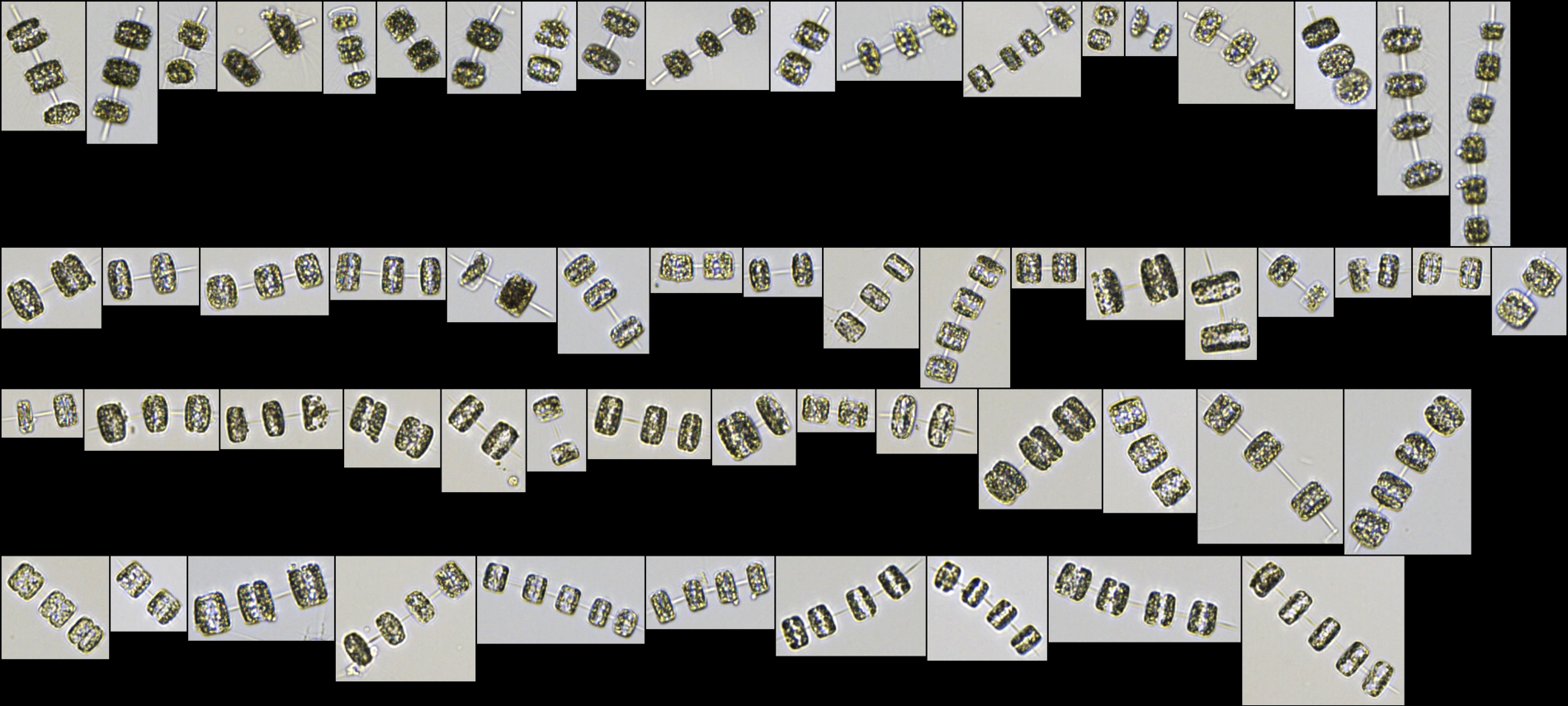 VisualSpreadsheet software