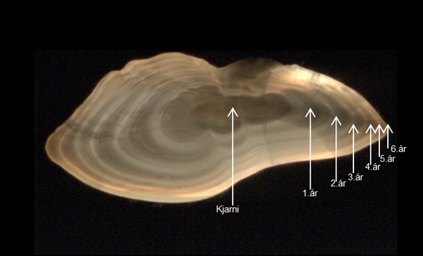 Árhringir í sex ára þorski. Ljósu hringirnir eru vetrarhringir