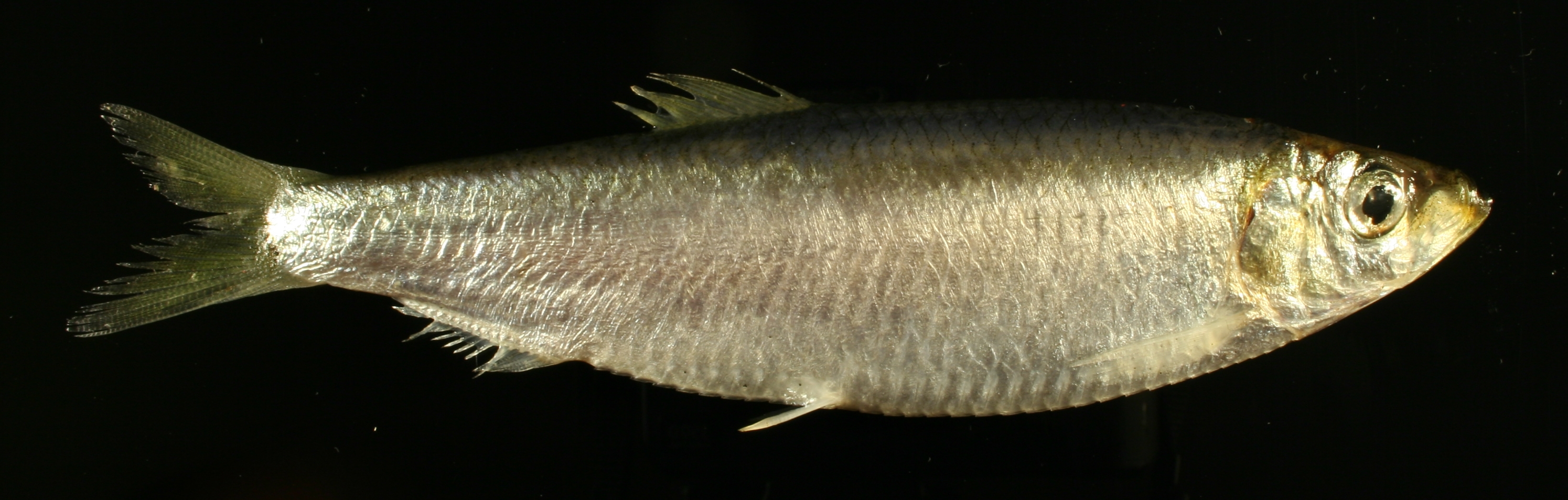 brislingur veiddist við Ísland í fyrsta skipti í ágúst 2017 brislingur veiddist við Ísland í fyrsta skipti í ágúst 2017