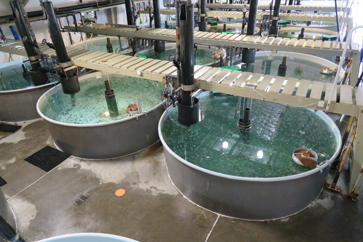 Eldisker hrognkelsa Eldisker hrognkelsa