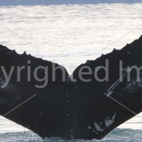 ISMN0185 (a.k.a. ISMN0748)