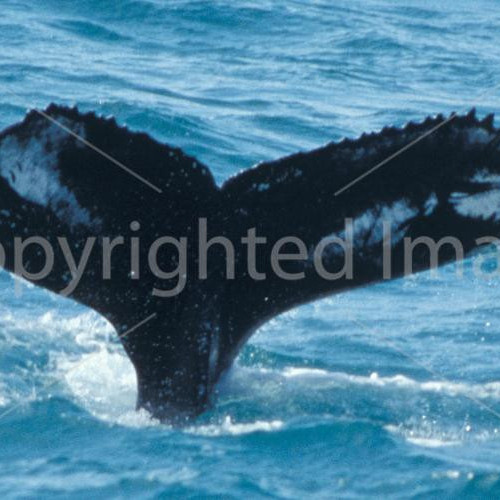 ISMN0338 (a.k.a. ISMN0382)