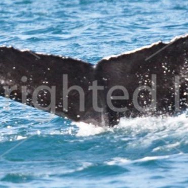 ISMN0836 (a.k.a. ISMN1371)