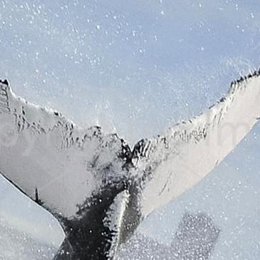 ISMN0065 (a.k.a. ISMN0189)