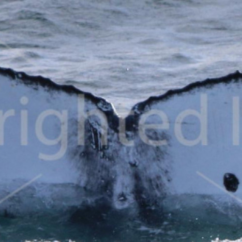 ISMN0190 (a.k.a. ISMN0401)