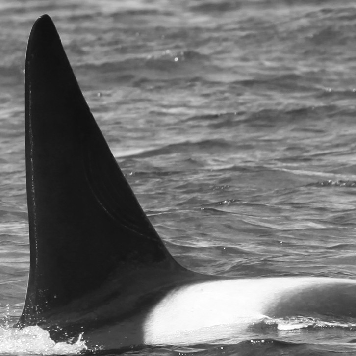 IS090 (Photo by Sara Tavares)