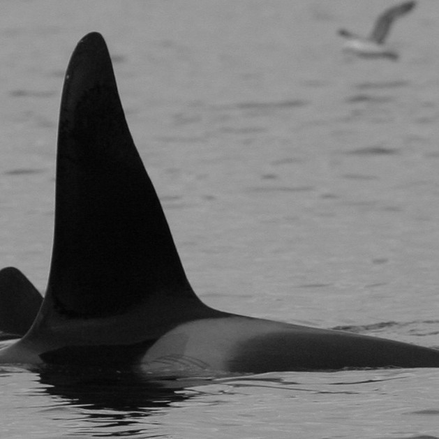 IS142 (Photo by Thorsteinn Eythorsson/MFRI)