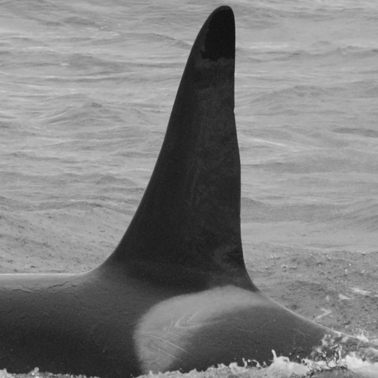 IS147 (Photo by Sarah Lawrence/Univ. Iceland/Faxaflói Cetacean Research)