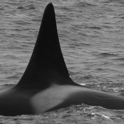 IS149 (Photo by Claire Lacey/IFAW)