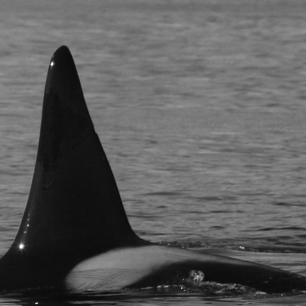 IS210 (Photo by Marjoleine Roos)