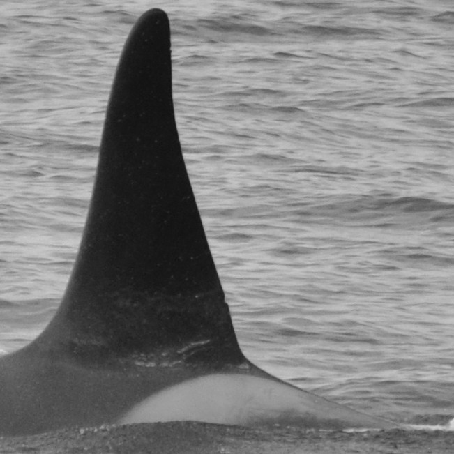 IS222 (Photo by Monica Subiranas/Univ. Iceland/Faxaflói Cetacean Research)