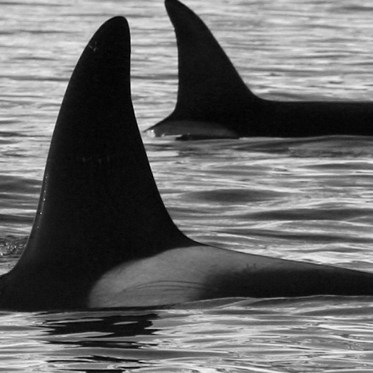 IS341 (Photo by Marjoleine Roos)