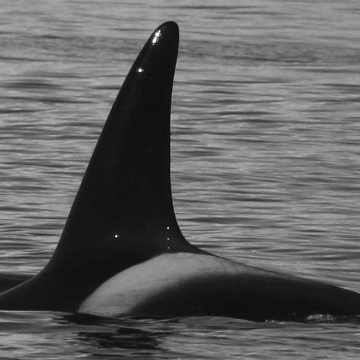 IS354 (Photo by Marjoleine Roos)