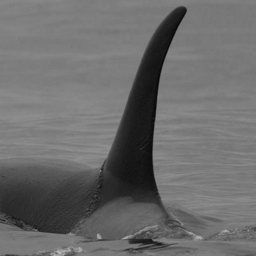 IS431 (Photo by Austin Taylor/www.austintaylorphotography.com)