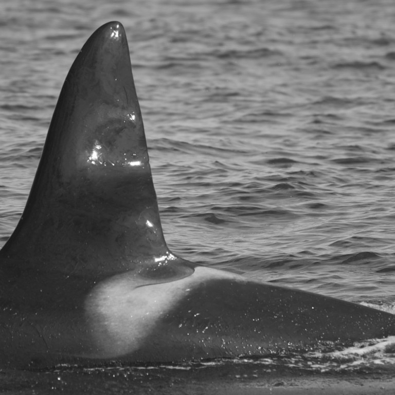 IS004 (Photo by Volker Deecke)