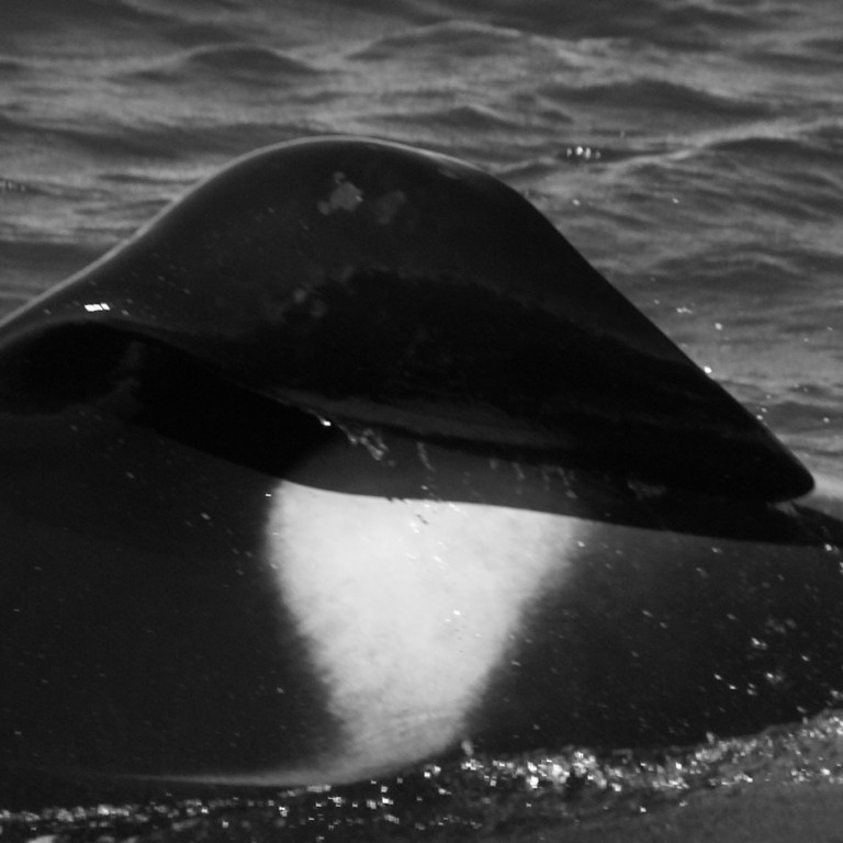 IS006 (Photo by Filipa Samarra)