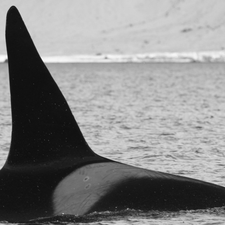 IS015 (Photo by Sara Tavares)