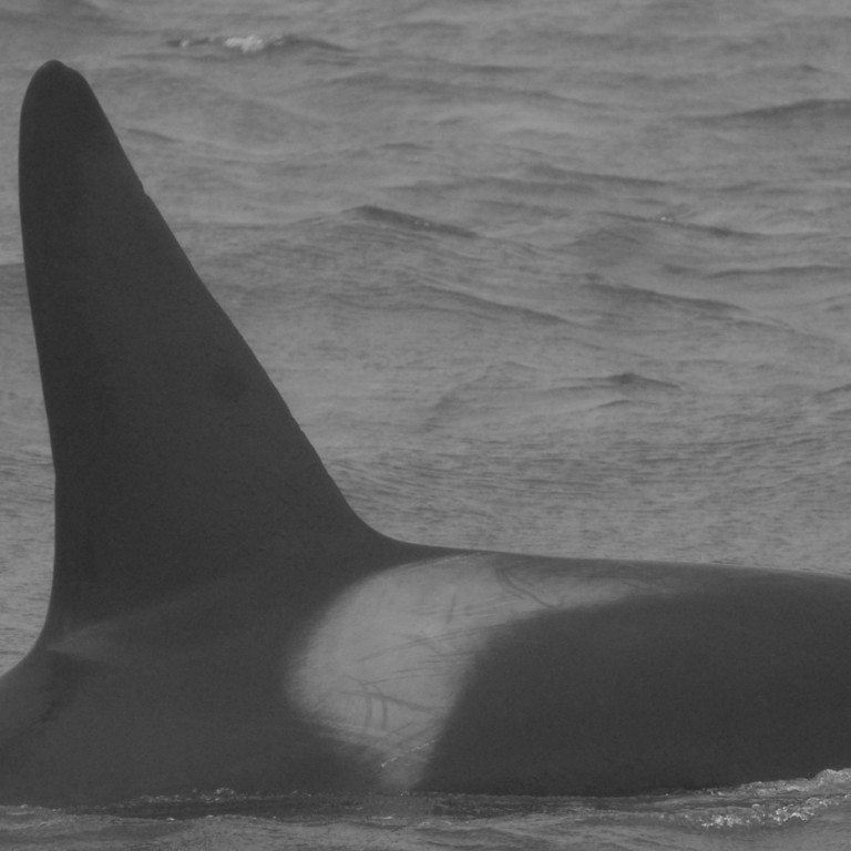 IS031 (Photo by Cathy Harlow)