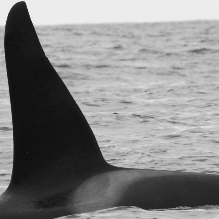 IS044 (Photo by Sara Tavares)