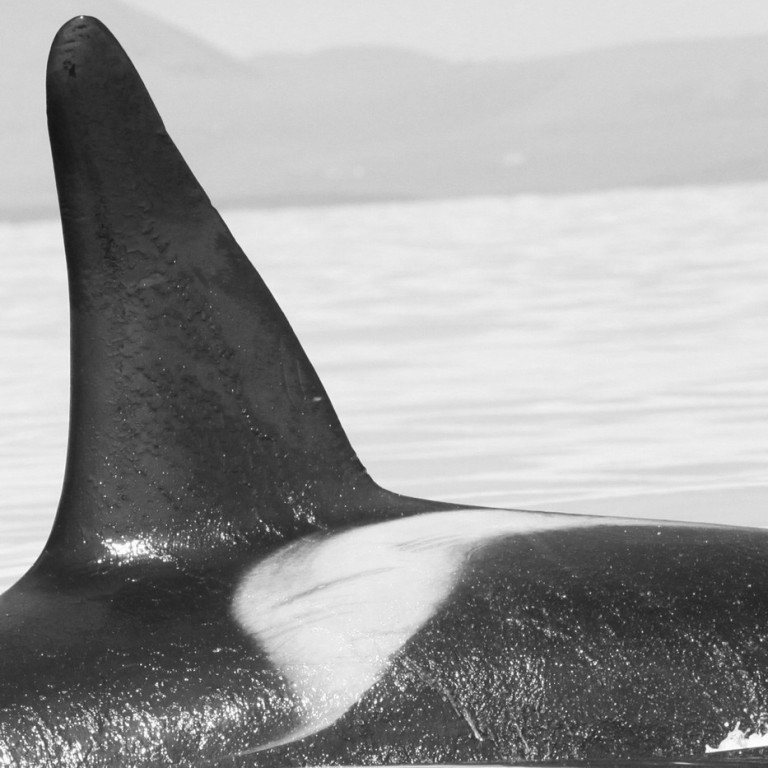 IS046 (Photo by Sara Tavares)