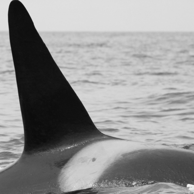 IS047 (Photo by Sara Tavares)