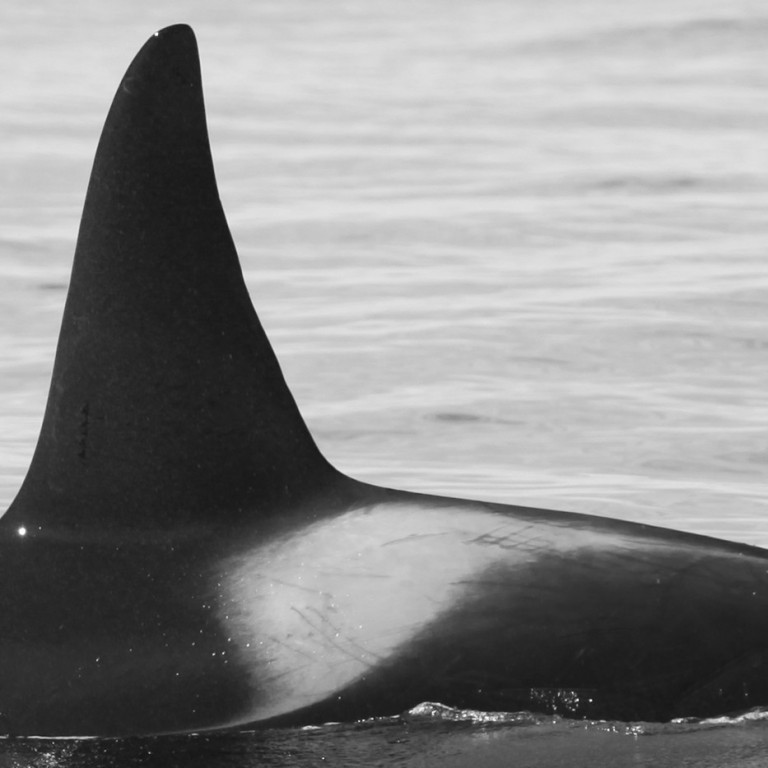 IS085 (Photo by Sara Tavares)