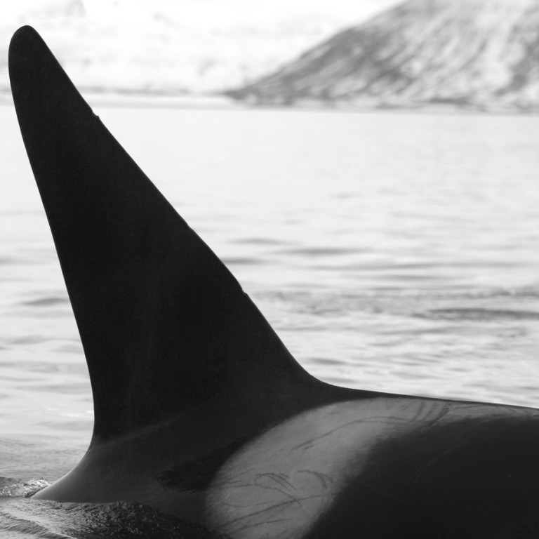 IS087 (Photo by Sara Tavares)