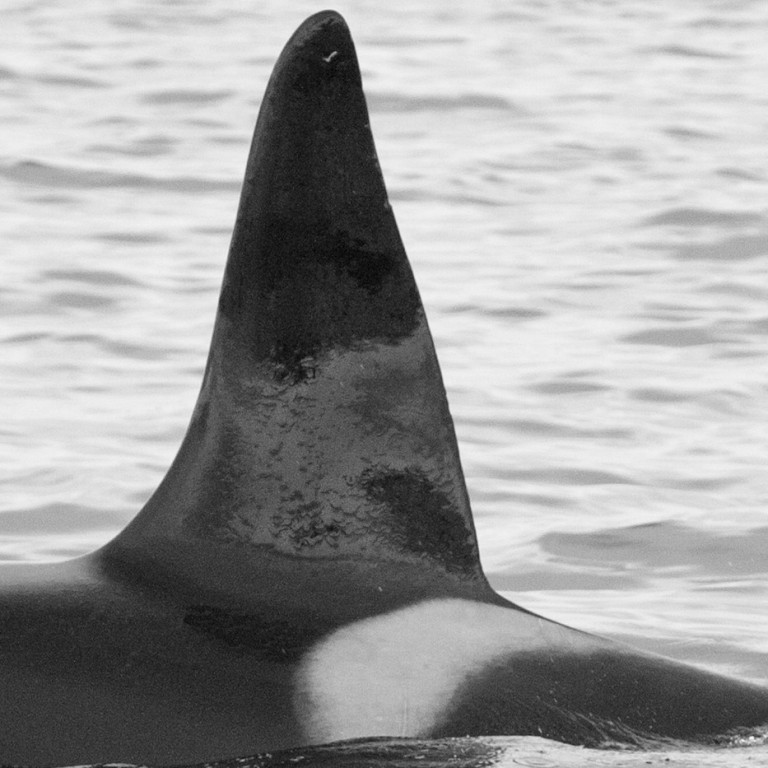 IS095 (Photo by Thorsteinn Eythorsson/MFRI)