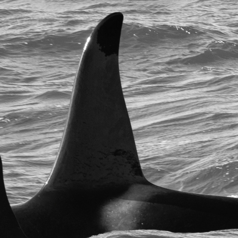 IS133 (Photo by Megan Whittaker/Elding Research)