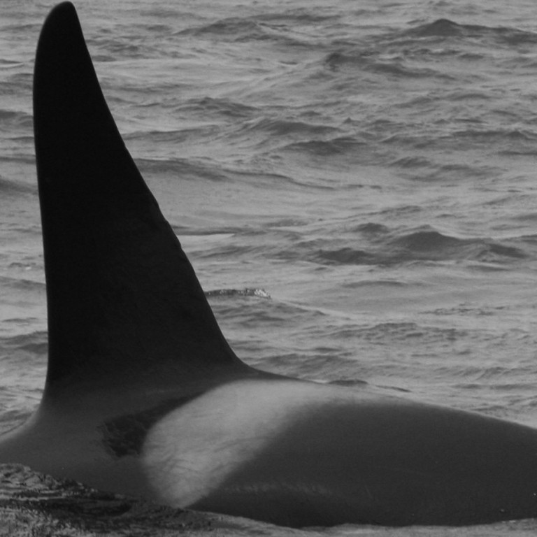 IS135 (Photo by Morgens Trolle)