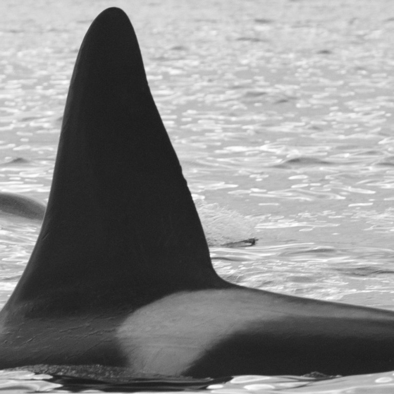 IS138 (Photo by Thorsteinn Eythorsson/MFRI)