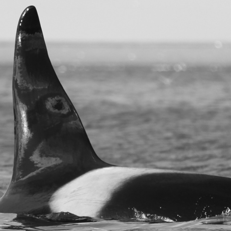 IS155 (Photo by Filipa Samarra)