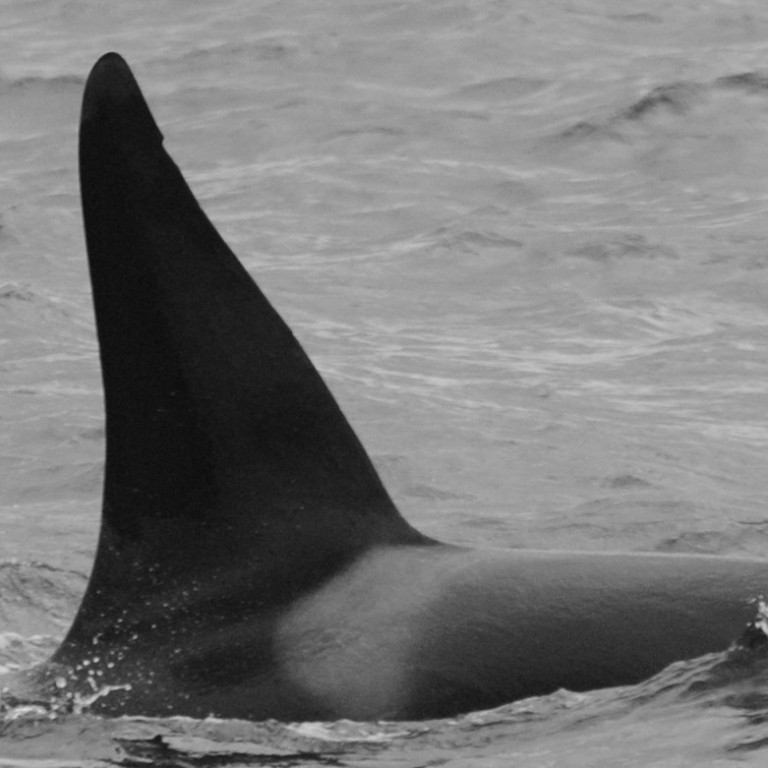IS161 (Photo by Sarah Lawrence/Univ. Iceland/Faxaflói Cetacean Research)