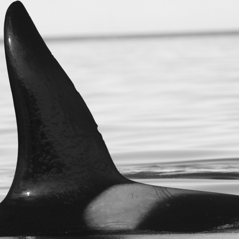 IS162 (Photo by Sara Tavares)