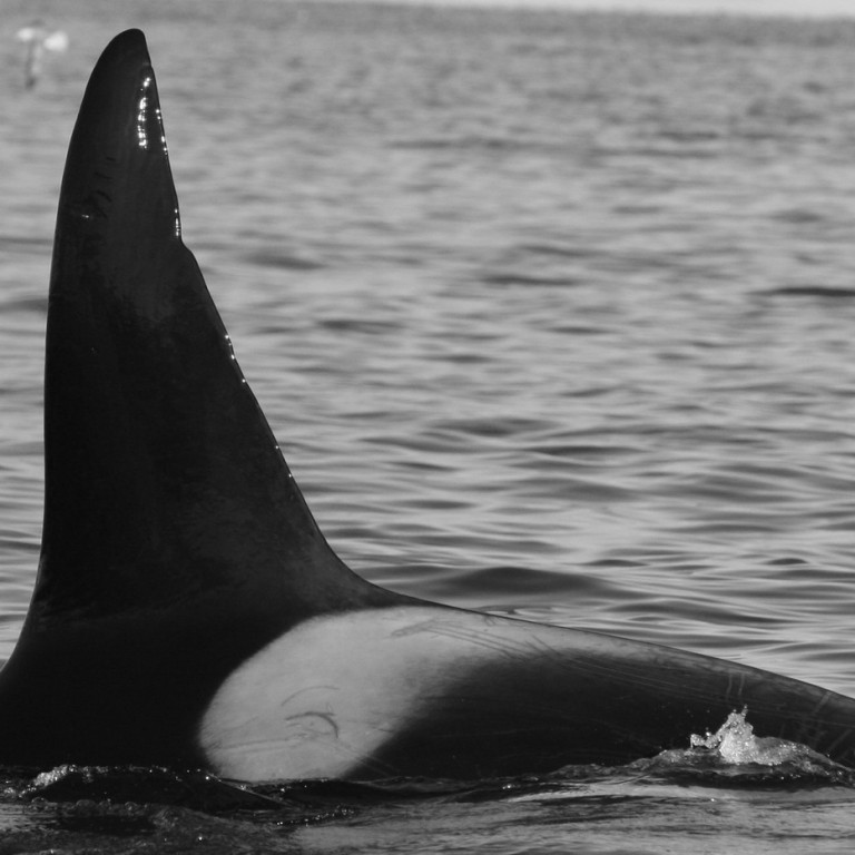 IS170 (Photo by Marjoleine Roos)