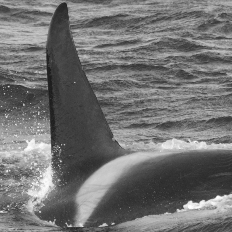 IS173 (Photo by Monica Subiranas/Univ. Iceland/ Faxaflói Cetacean Research)