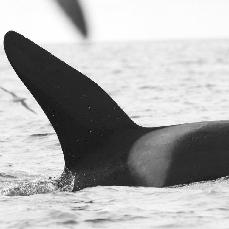 IS183 (Photo by Sara Tavares)