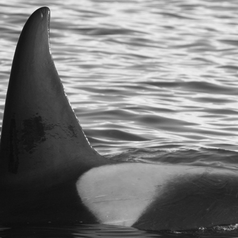 IS186 (Photo by Marjoleine Roos)