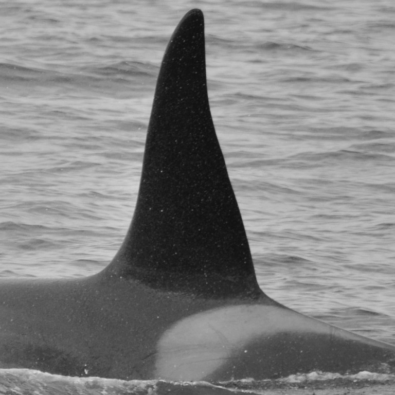 IS196 (Photo by Monica Subiranas/Univ. Iceland/Faxaflói Cetacean Research)