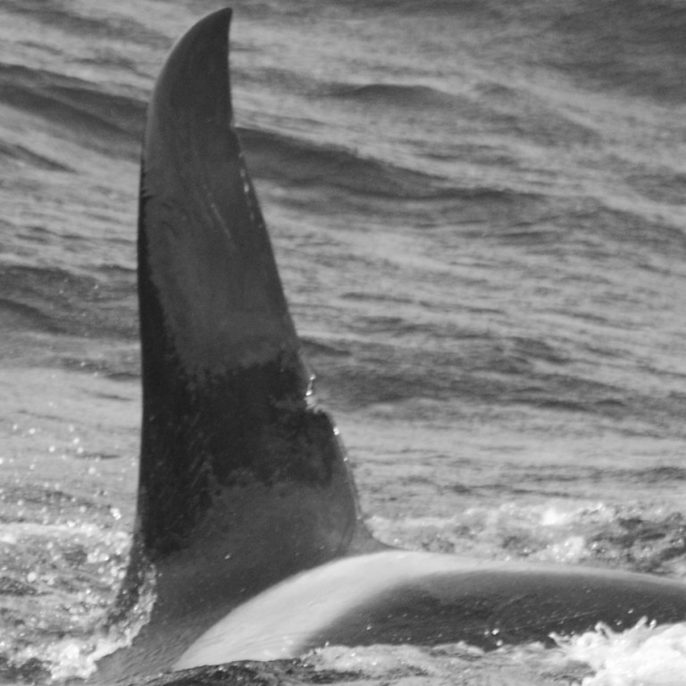 IS198 (Photo by Monica Subiranas/Univ. Iceland/Faxaflói Cetacean Research)