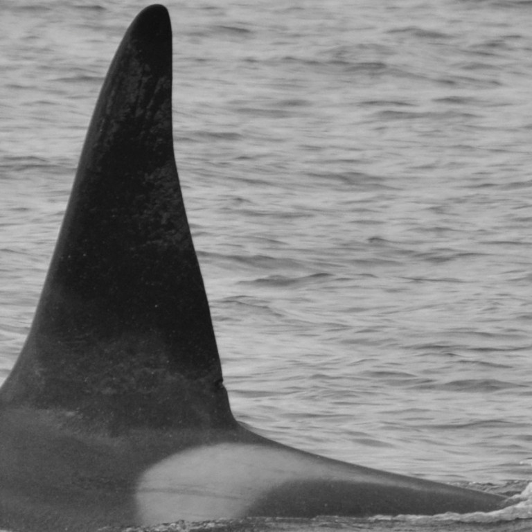 IS209 (Photo by Monica Subiranas/Univ. Iceland/Faxaflói Cetacean Research)