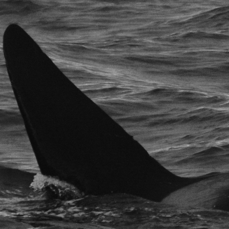 IS232 (Photo by Chiara Bertulli/Univ. Iceland/Faxaflói Cetacean Research)