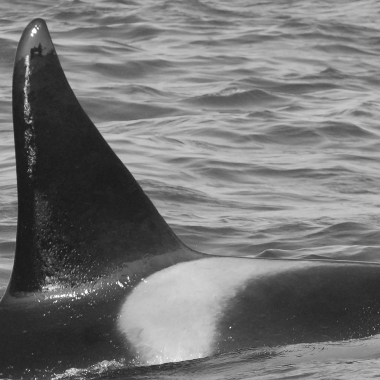 IS237 (Photo by Cathy Harlow)