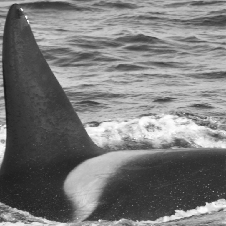 IS239 (Photo by Virginie Wyss/Univ. Iceland/Faxaflói Cetacean Research)