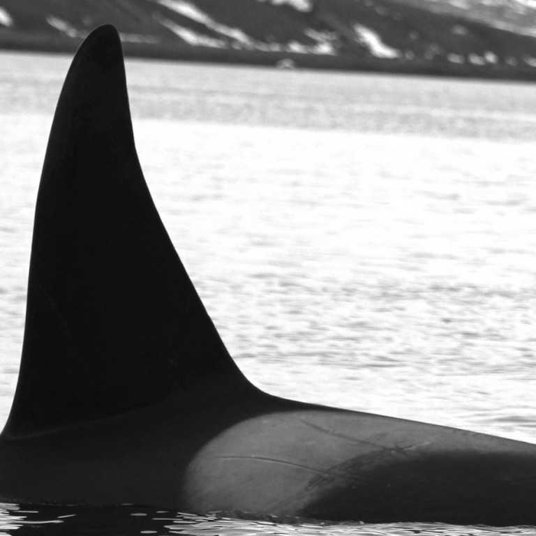 IS241 (Photo by Kagari Aoki)